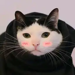  有什么好看的猫的情侣头像