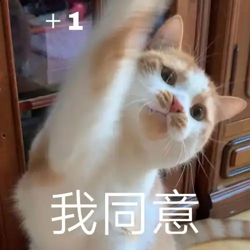 表情包情侣头像小猫咪