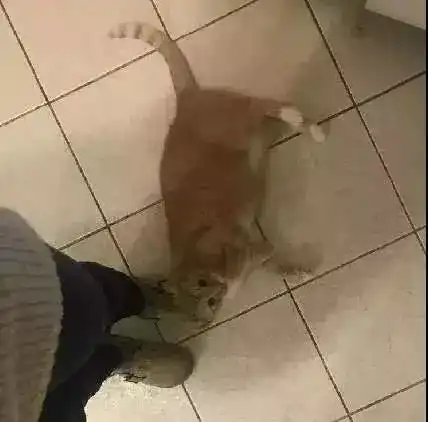  你知道,什么是弃猫效应吗