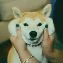  狗吃东西从不咀嚼不再改变是危险的狗狗