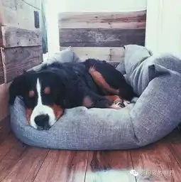 年轻夫妇造房车,带患病爱犬环游半个世界