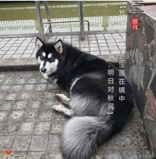  人不如狗系列看看王思聪爱犬王可可的一日三餐,你吃的有他好吗powereddiscuz