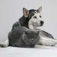  猫咪和哈士奇情侣头像微信头像图片大全