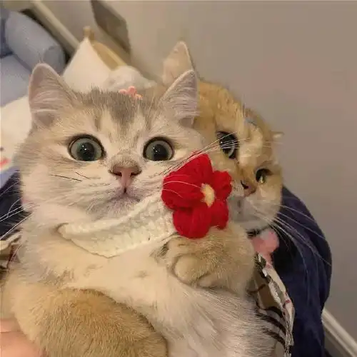 小猫情侣头像超萌猫粮
