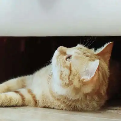 猫咪情侣头像一左一右可