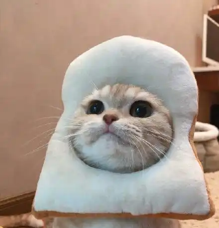  520橘猫情侣头像听说有人很喜欢这组情头安排