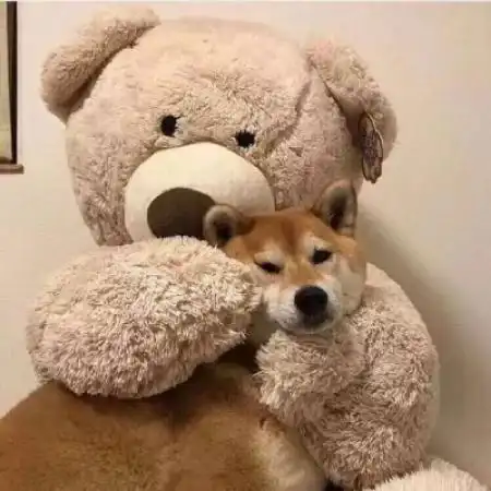 萌宠情侣头像柴犬