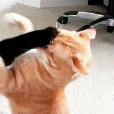  猫咪头像可爱图片萌宠猫咪图片大全可爱