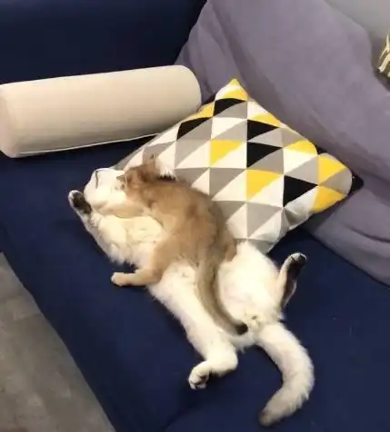  下班到家后主人发现自己的两只猫不见了,最后在这地方发现了它们