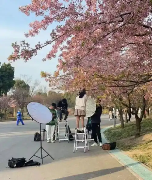  10万上海人涌入顾村公园一看傻眼每棵樱花树下,都有爬梯拍照的小姐姐