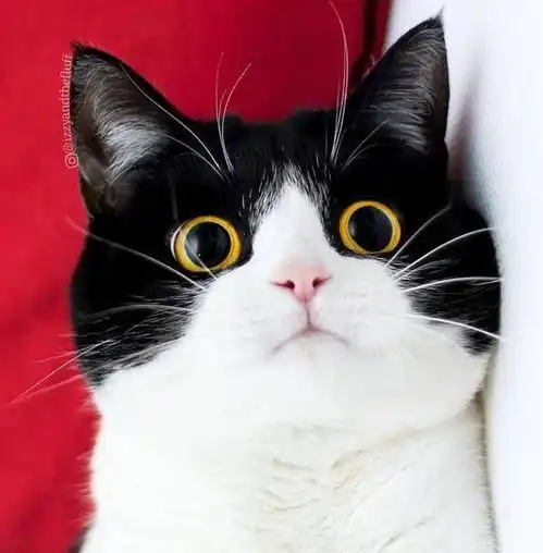  可爱的猫咪头像来了,猫咪情侣头像,冬天头像