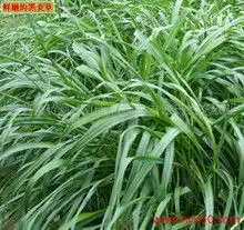  矮生百慕大黑麦草图片