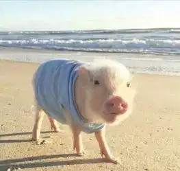  一个猪在沙滩的头像那个猪对着镜头
