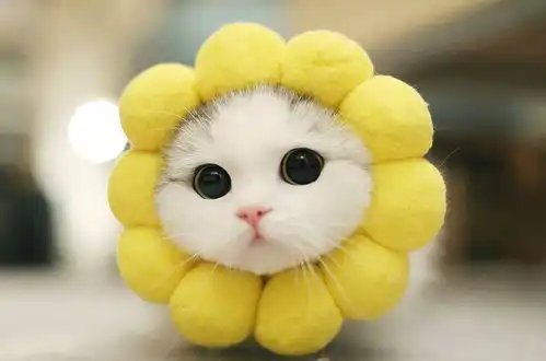  猫咪平均寿命揭晓,你家主子长寿吗吃这种猫粮能更长命