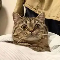  你盛猫粮的样子像极了食堂打饭的师傅