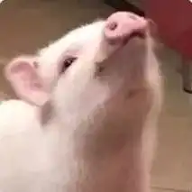  给大家分享一些沙雕猫猫情侣头像,哈哈哈哈哈