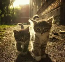  求两只猫咪在一起的图片,越多越好