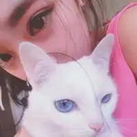  白底猫咪图片头像微信头像图片大全