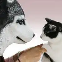 小猫情侣头像超萌哈士奇
