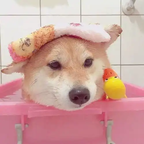  搜狐教育搜狐网