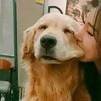  狗子摸头杀情侣头像微信头像图片大全