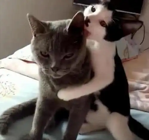 两只猫咪图片情侣头像猫