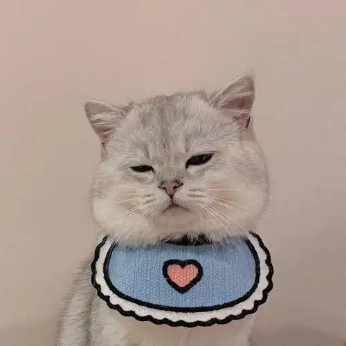 小猫情侣头像超萌可爱
