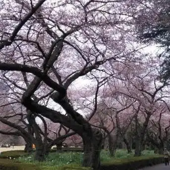 头像樱花树