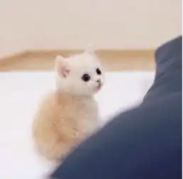  喵咪卖萌很任性哈hh