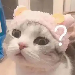萌宠情侣头像宝宝