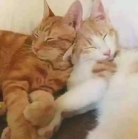 两只猫咪图片情侣头像它