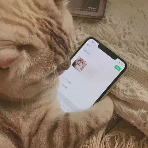  可爱猫咪头像