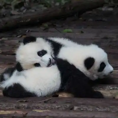  熊猫头像高清图片真实熊猫微信头像可爱清晰图片