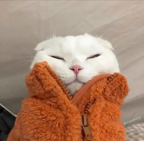  可爱的猫咪头像来了,猫咪情侣头像,冬天头像