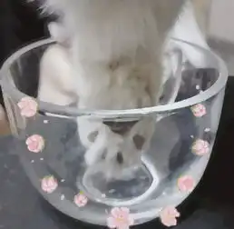  猫爪爪表情包猫爪爪微信表情包猫爪爪qq表情包发表情fabiaoqing.com
