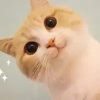  茶杯小猫卖萌微信头像可爱茶杯小猫头像