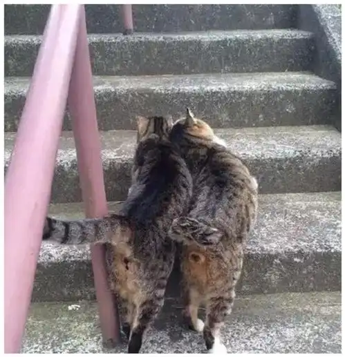  猫咪情侣当街撒粮,成双结对黏糊遛弯,单身猫咪受到万点暴击