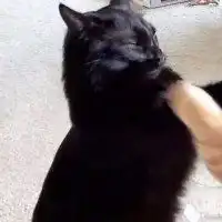 宠物情侣头像一左一右头