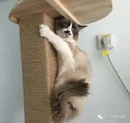  带公猫去相亲,本来以为两只猫咪会顺利进行,没想到竟然是这样的情节