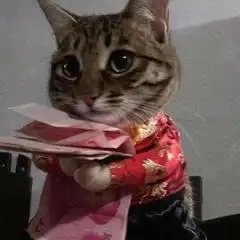 抱猫的情侣头像爱猫