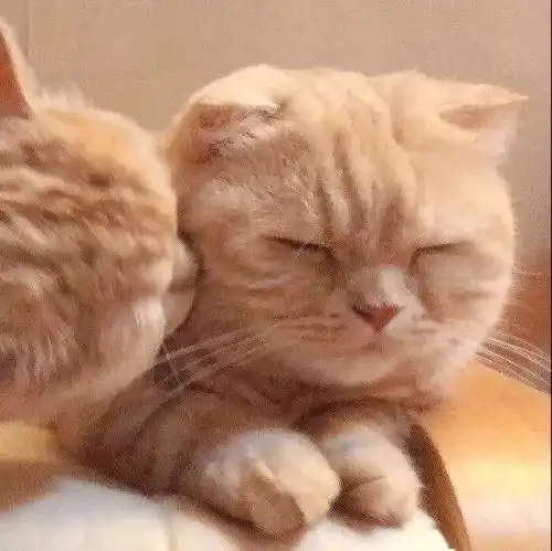 萌宠情侣头像