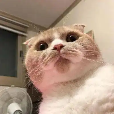 有关于猫的情侣头像情侣