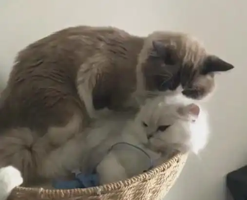  猫咪情侣卿卿我我,单身猫老子就这么盯着你,看你好不好意思