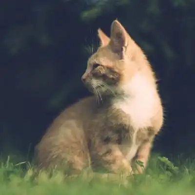  可爱的小猫咪,小猫咪头像可爱呆萌图片