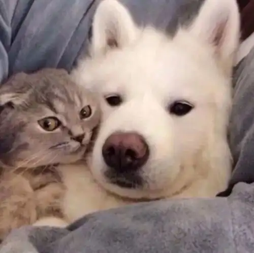 猫咪对主人的爱与狗狗对主人的爱,是不一样的