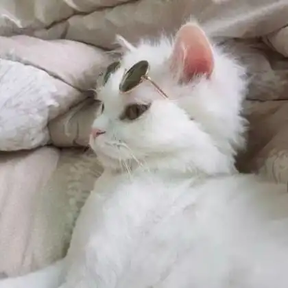 小猫情侣头像超萌情头