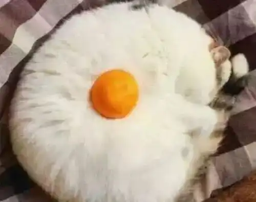  老师看不出来的情侣头像00后都在用,小编撞到头像算我输