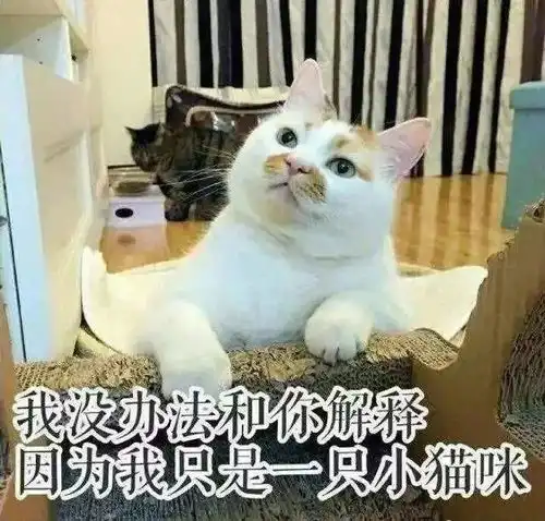  恋爱吧,人类剧组实名抗议为什么十二生肖里没有猫