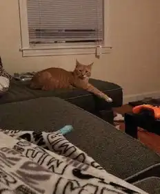  你知道什么是弃猫效应吗