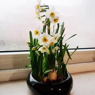  冬天适合插什么花在家里